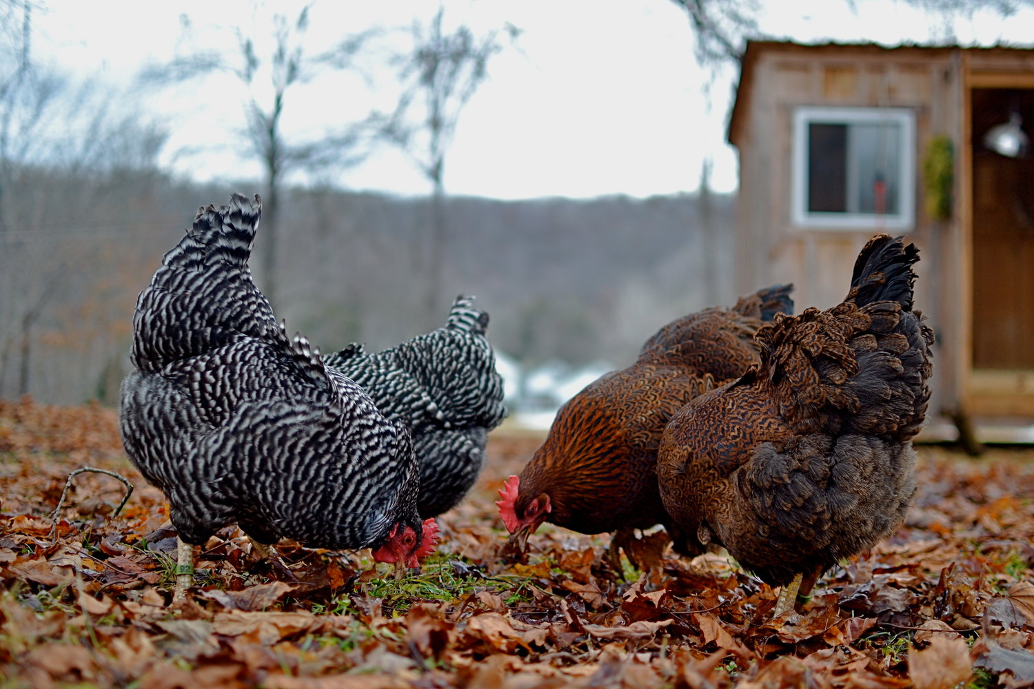 There’s nothing like seeing your chickens free-ranging. Here are Gertie McGhee and Little Girl, the two Barred Rocks, on the left. Clare E. Clare and Elsie, two Partridge Rocks, are on the right, trying to find the best worms.